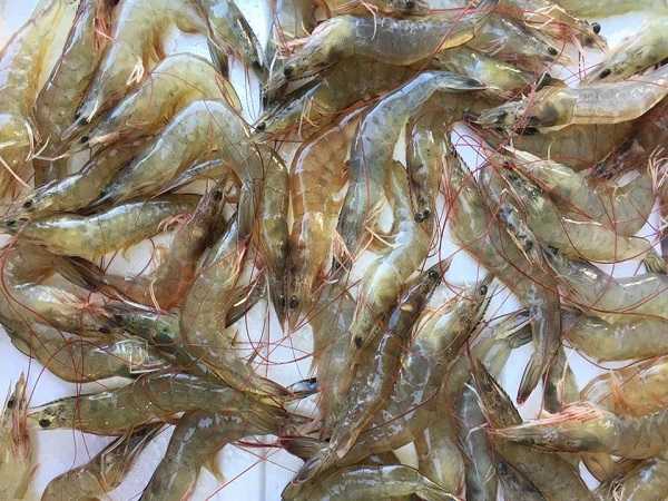 Mơ thấy tôm nên đánh cặp số nào?