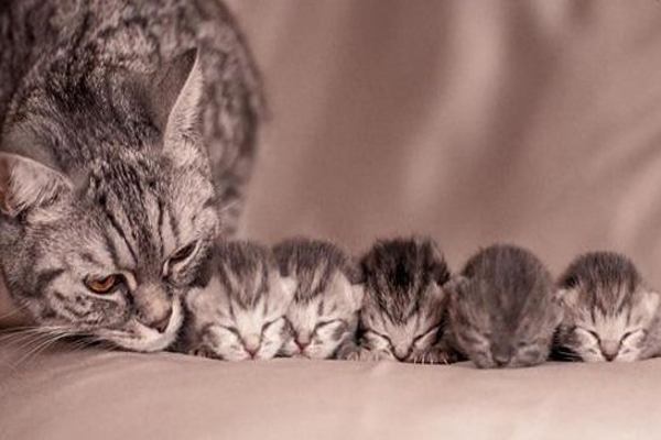 Mơ thấy Mèo liên quan những con số nào