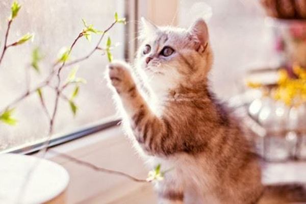 Mơ thấy Mèo là điềm báo gì