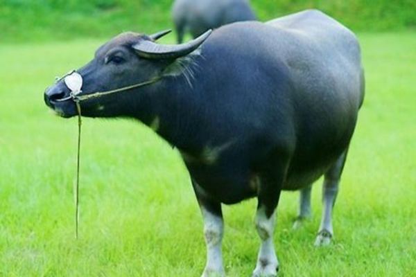 Mơ thấy Trâu là điềm báo gì ? Chiêm bao thấy Trâu đánh số nào ?
