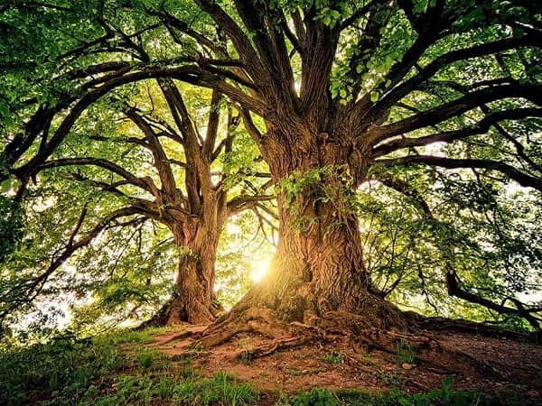 Phân giải ý nghĩa chiêm bao mơ thấy cây cổ thụ dự báo may mắn hay xui rủi sắp tới?