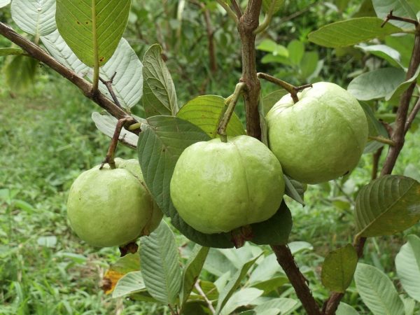 Mộng mơ thấy cây ổi lành hay xui đánh con gì vượng phát?