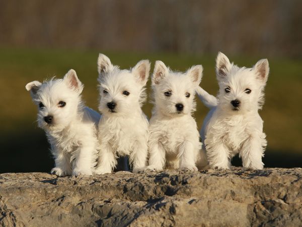 Ngủ mơ thấy đàn chó may hay xui đánh con gì phát tài phát lộc?