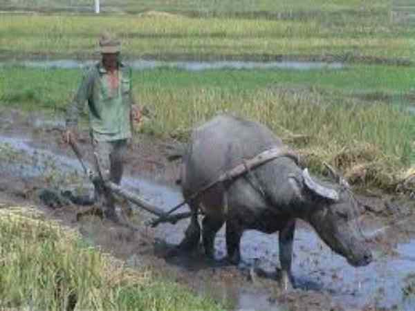 Ý nghĩa của hình ảnh đi cày ruộng Nhìn thấy đi cày ruộng có phải điềm báo về sự nghiệp vất vả?