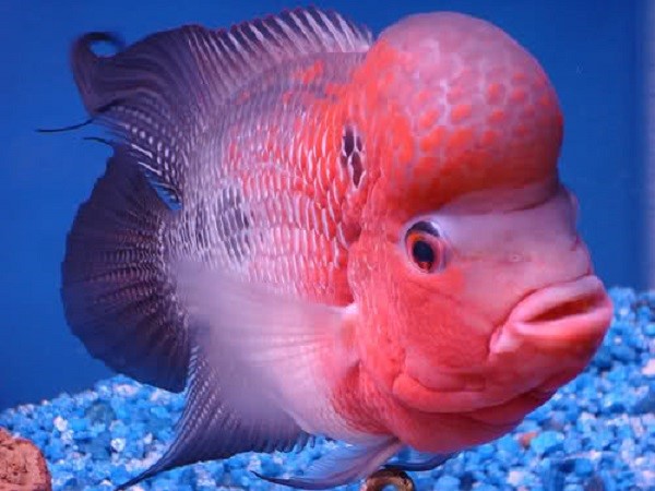 Ý nghĩa khi đi bơi thấy cá cảnh