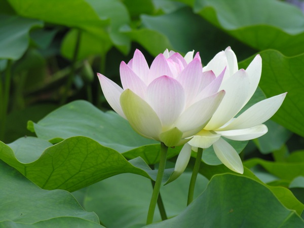 Ý nghĩa khi đi chơi thấy hoa sen