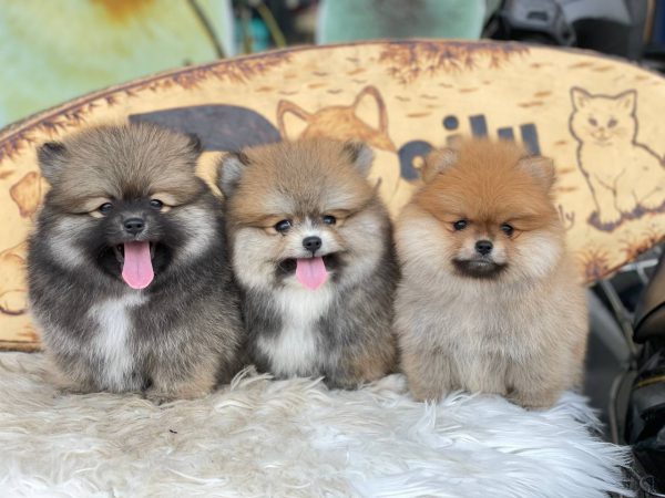 Mơ thấy chó con báo hiệu điềm may mắn hay xui xẻo