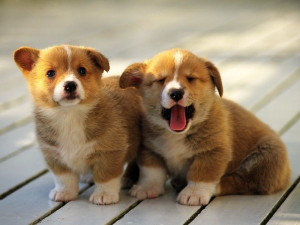 Mơ thấy chó con báo hiệu điềm may mắn hay xui xẻo Mơ thấy chó con báo hiệu điềm may mắn hay xui xẻo